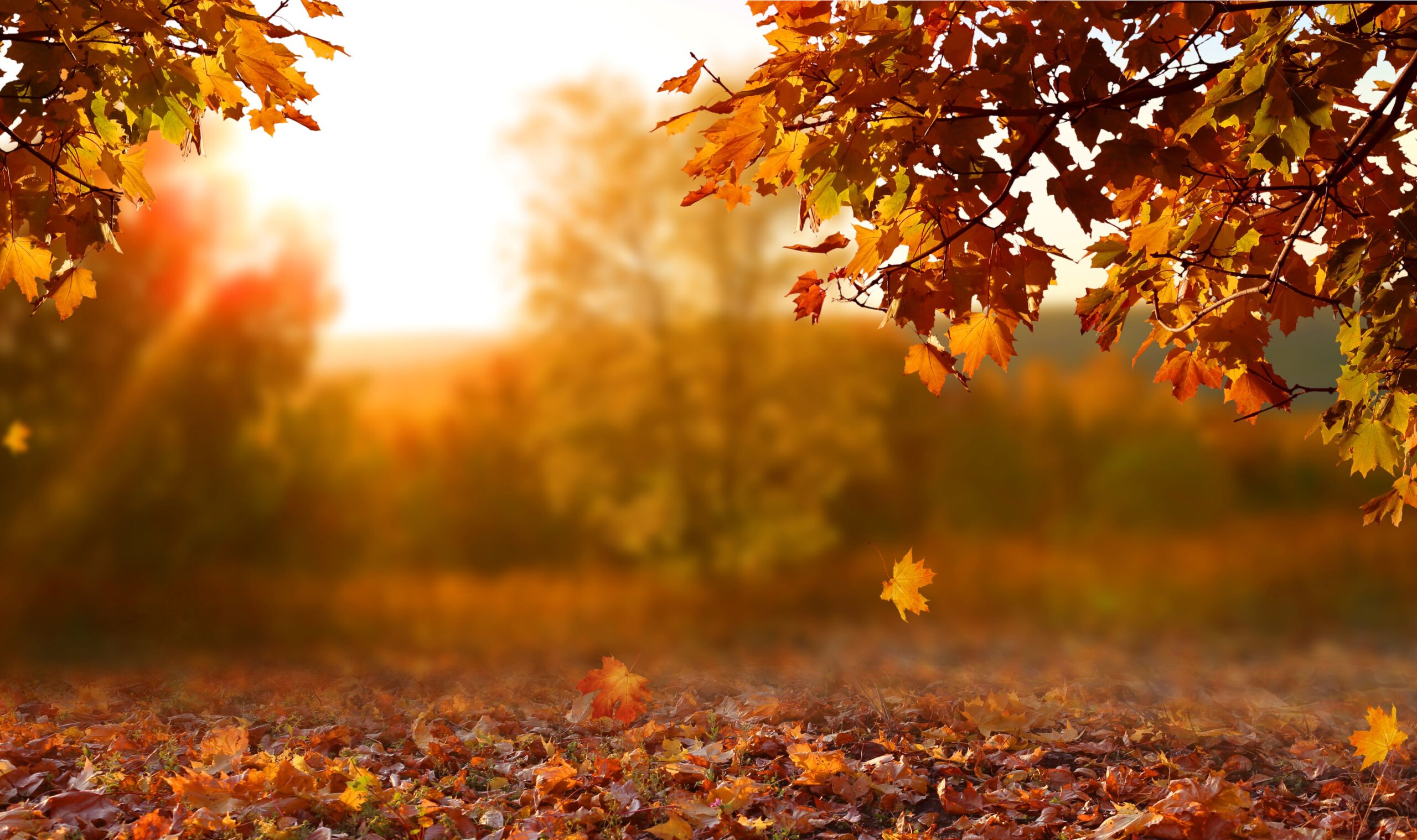 Die besten Ernährungstipps für den Herbst