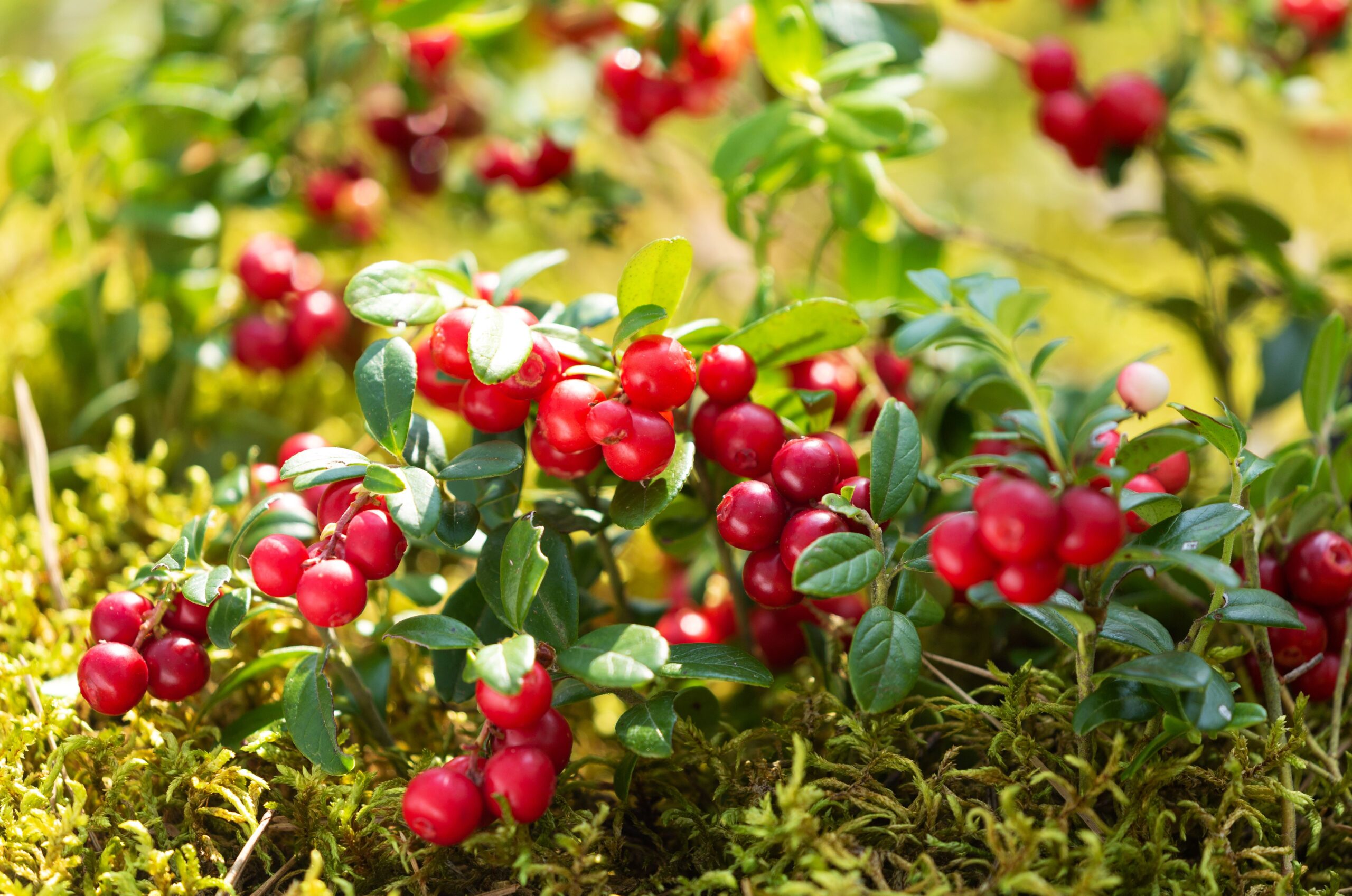 Preiselbeeren gegen Herpes