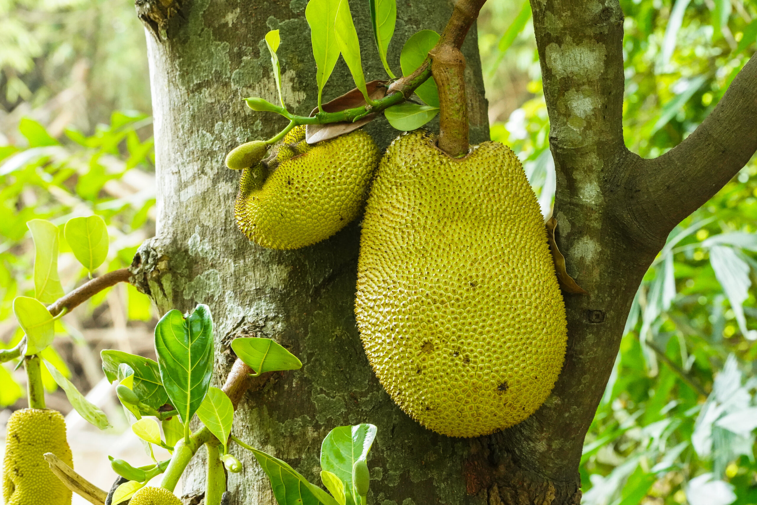 Jackfruit: Die tropische Frucht auf dem Vormarsch