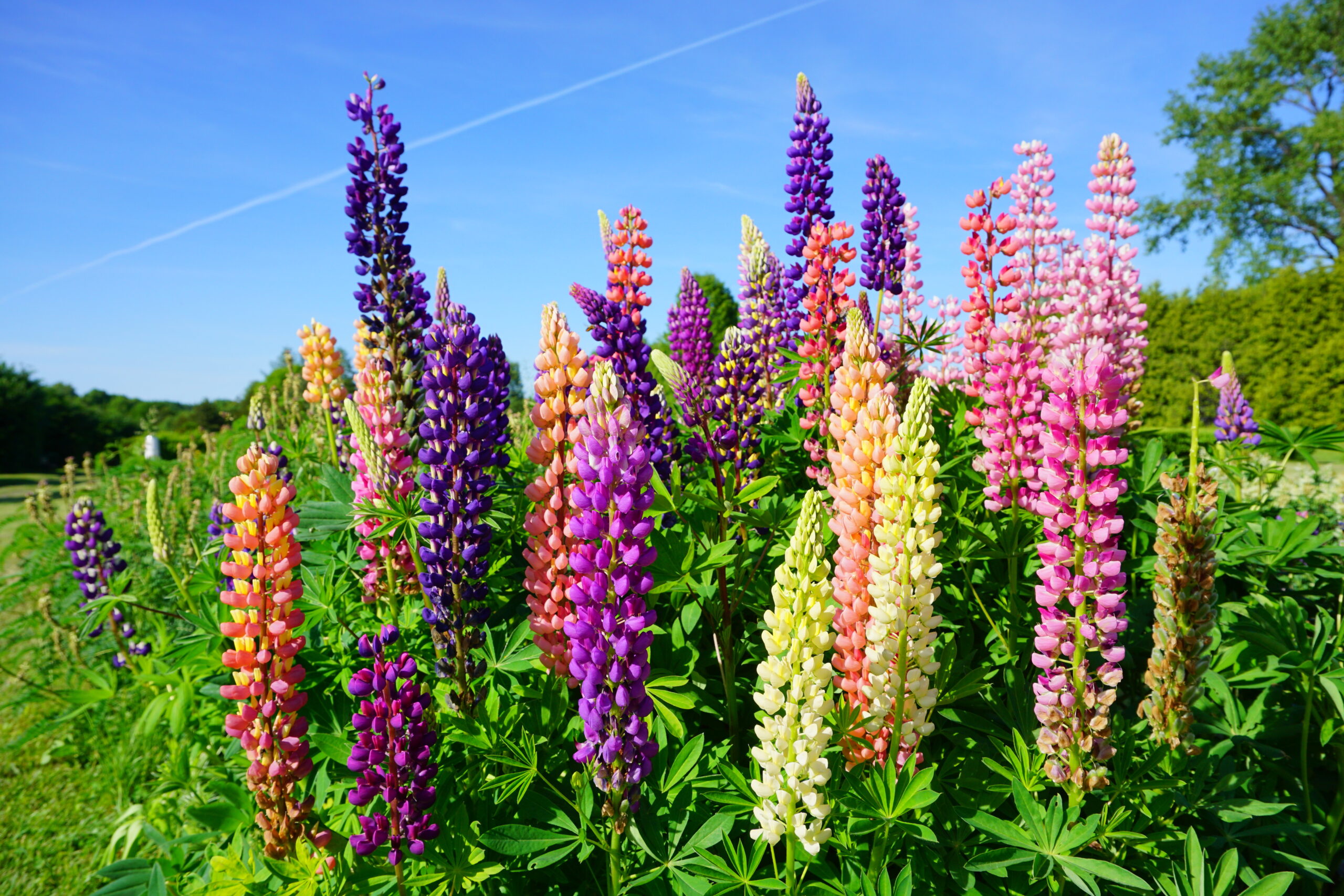 Lupine: der gesunde, regionale und vegane Newcomer