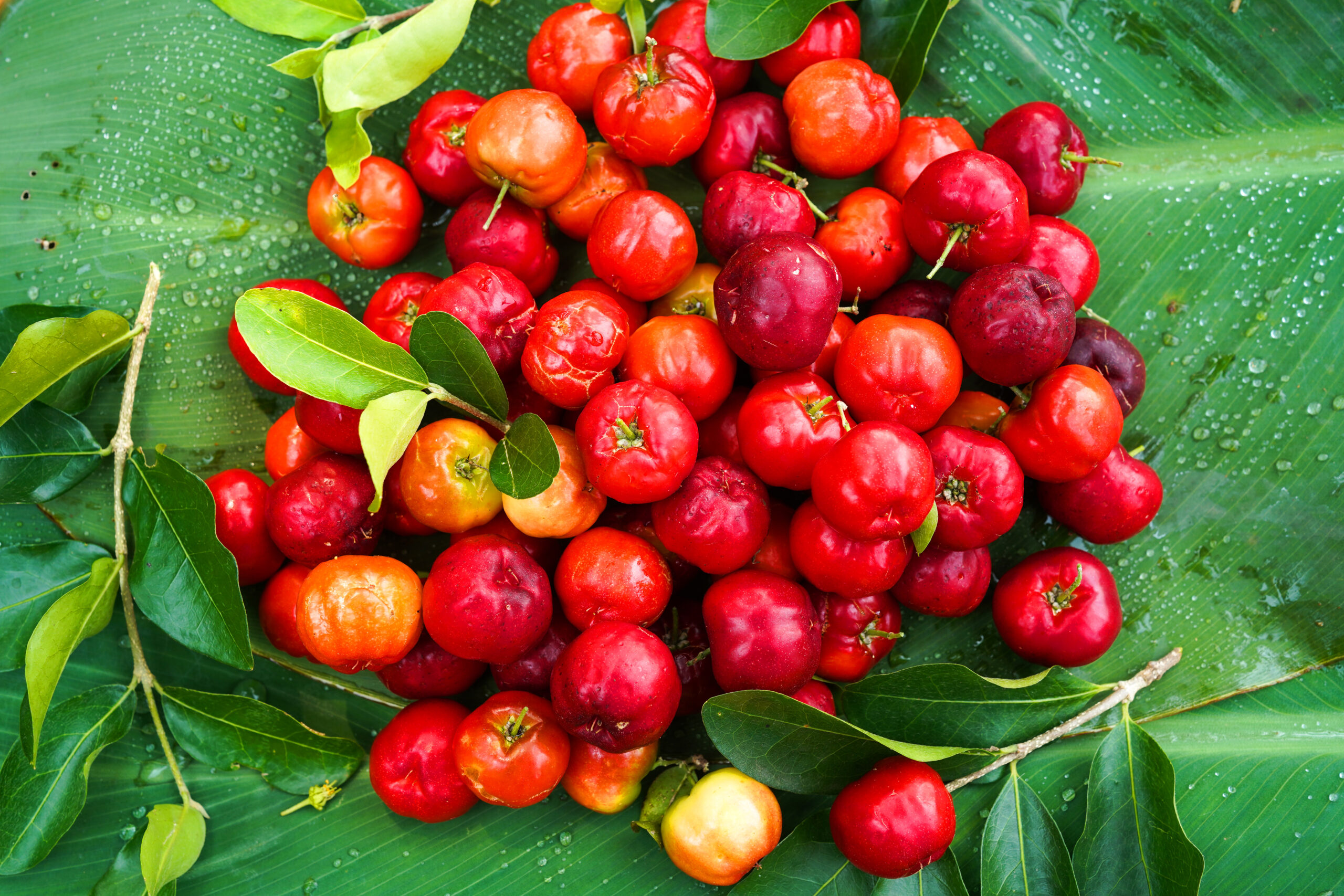 Klein aber oho: Die Vitamin C- Bombe Acerola