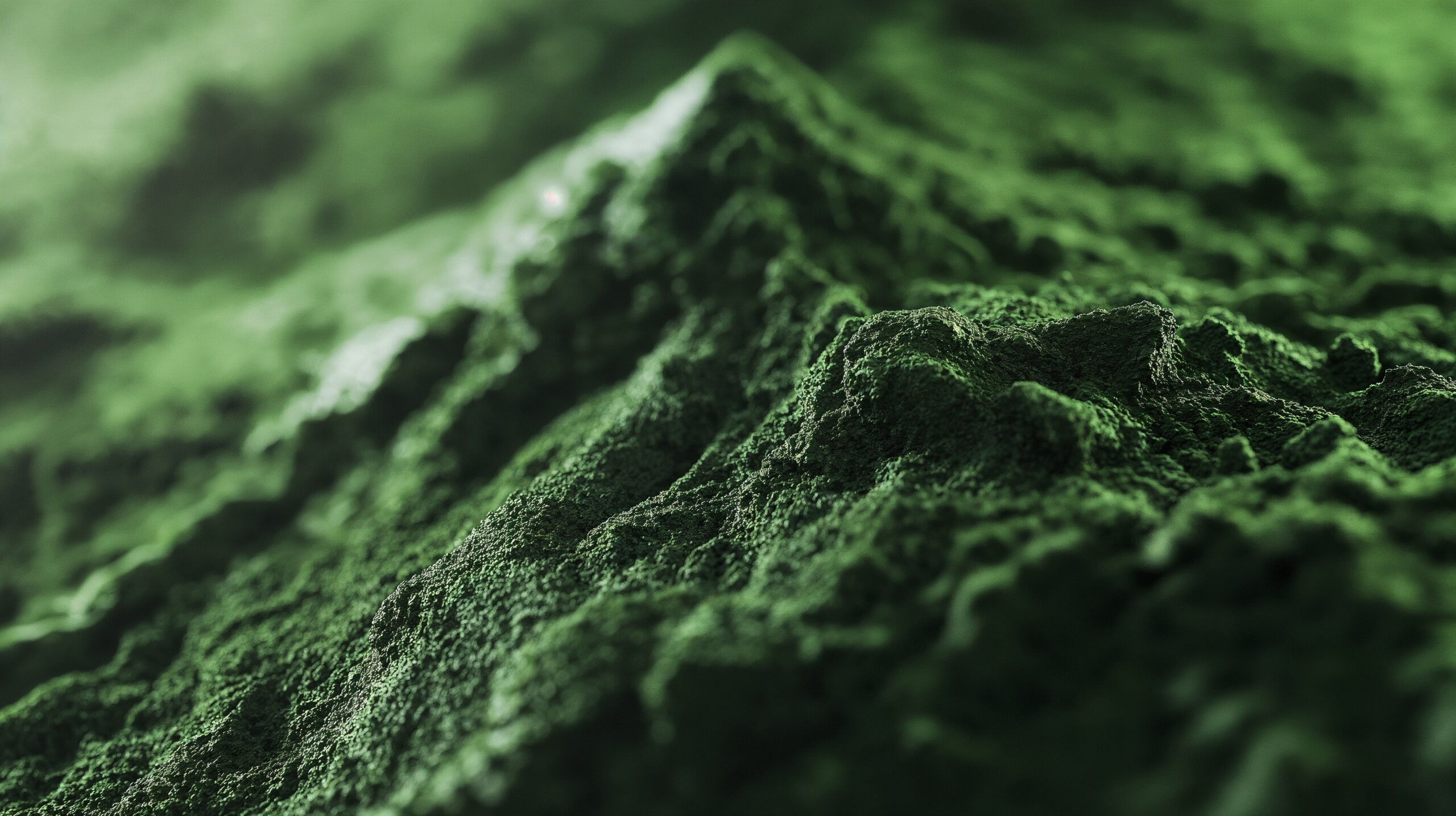 Chlorella: Die Alge ist winzig – und trotzdem ein großes Wunder